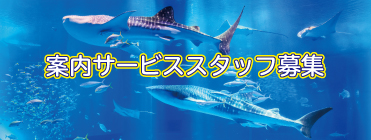 ショップスタッフ（海洋博公園・沖縄美ら海水族館）募集、求人、採用情報