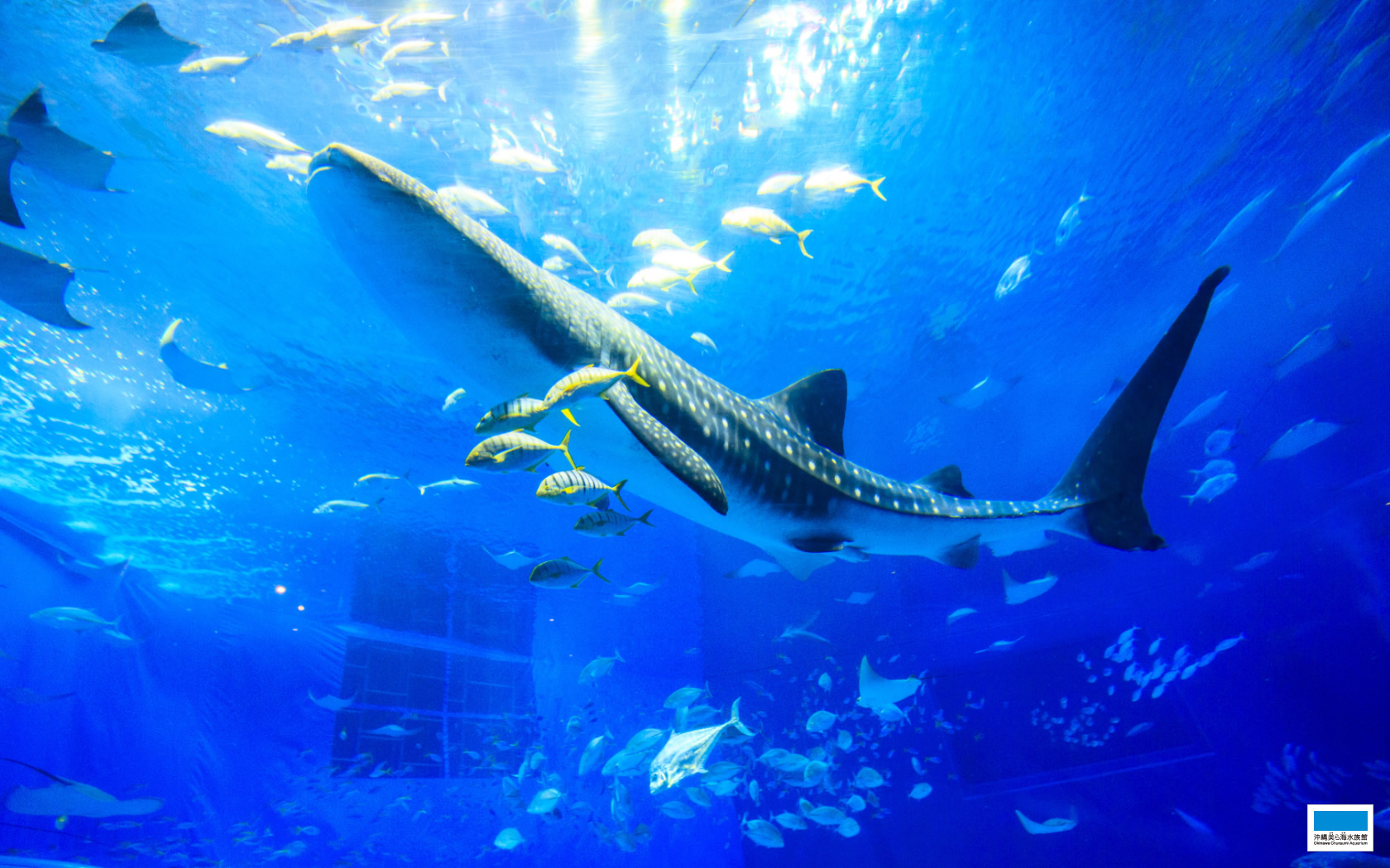 ダウンロード 沖縄美ら海水族館 沖縄の美ら海を 次の世代へ