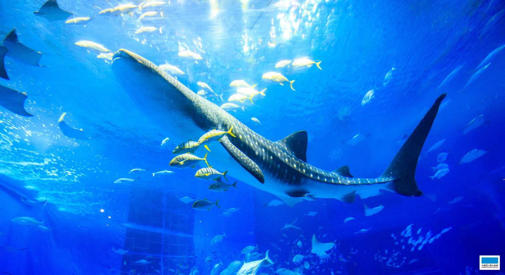 水族館マップ 沖縄美ら海水族館 沖縄の美ら海を 次の世代へ