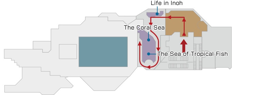 Journey to a Coral Reef Floor Map
