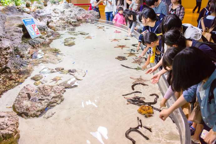 サンゴ礁への旅
