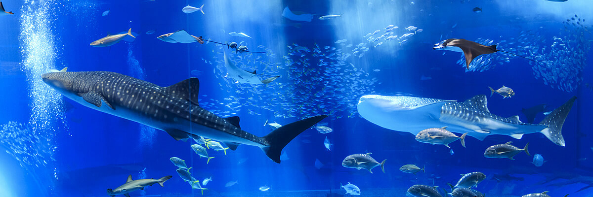 沖縄美ら海水族館