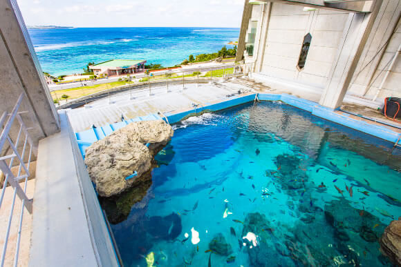 「美ら海」の意味～沖縄美ら海水族館の名前ができるまで～