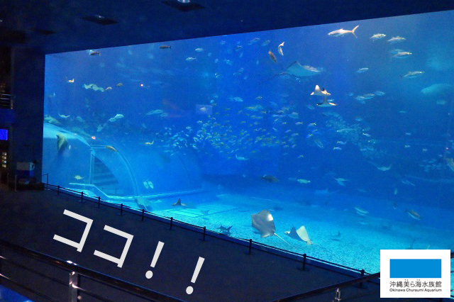 ココからがオススメです！！】 | 美ら海だより | 沖縄美ら海水族館 ...