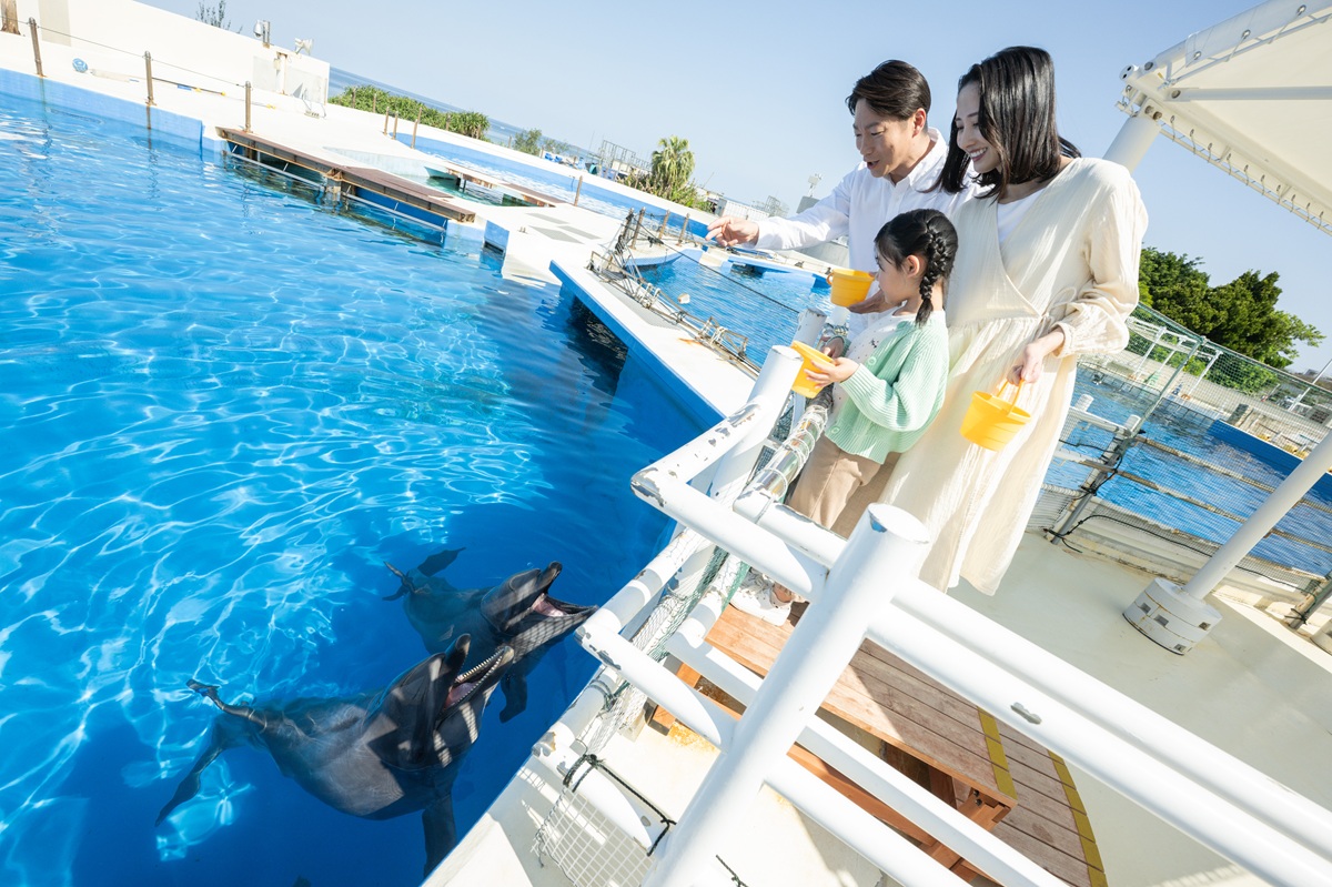 Let’s feed the dolphins!