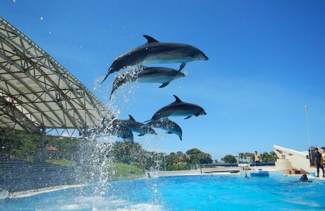 Have fun learning about dolphins’ natural athletic ability.