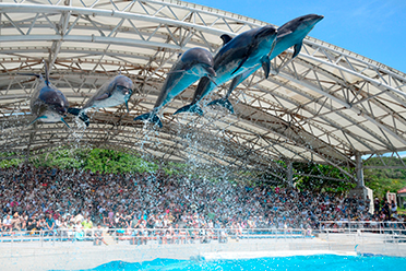 Dolphin Show (approx 20 min)