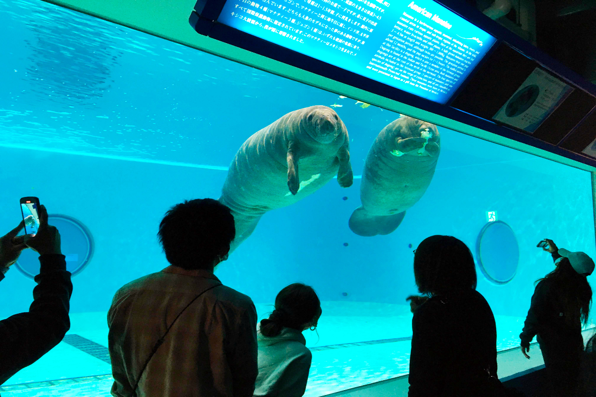 Manatee Pool Okinawa Churaumi Aquarium For The Next Generation To Inherit The Beautiful Seas Of Okinawa