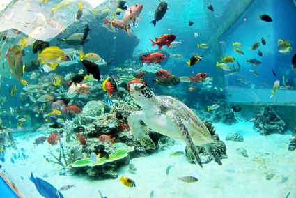 アオウミガメが 熱帯魚の海 に登場 お知らせ 沖縄美ら海水族館 沖縄の美ら海を 次の世代へ