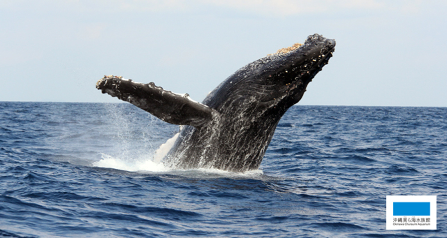 大迫力のザトウクジラに会える お知らせ 沖縄美ら海水族館 沖縄の美ら海を 次の世代へ