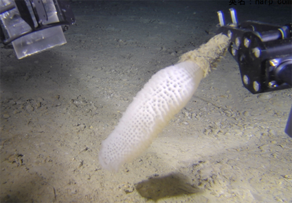 ROV（無人潜水艇）で採集に成功 深海生物「カイロウドウケツ」「コトクラゲ」展示の画像