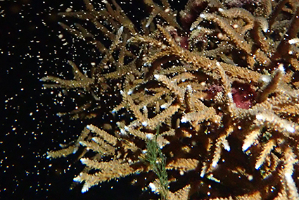 「サンゴの海」水槽での放卵放精の様子