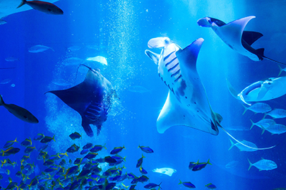 來水族館玩強力推薦早上與傍晚 公告 沖繩美麗海水族館 沖繩美麗海世代相傳