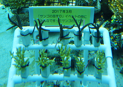 3月10日「サンゴの苗作り体験」参加者募集！