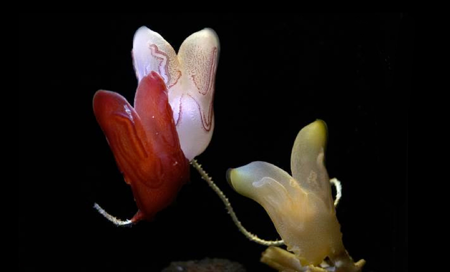 深海の珍種「コトクラゲ」展示の画像