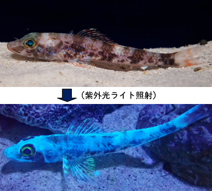 ～紫外光照射により蛍光色を発する深海魚～「エソダマシ」を展示！