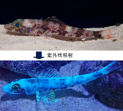 ～受到紫外线照射就会发出萤光的深海鱼～「达氏姬鱼」的展示!