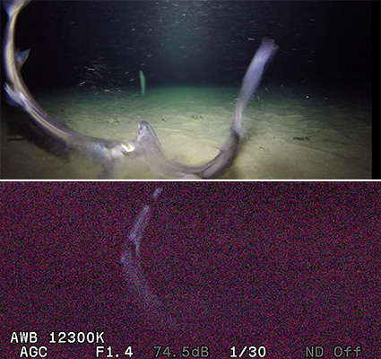 世界初！水深500ｍの海底で発光するサメの撮影に成功