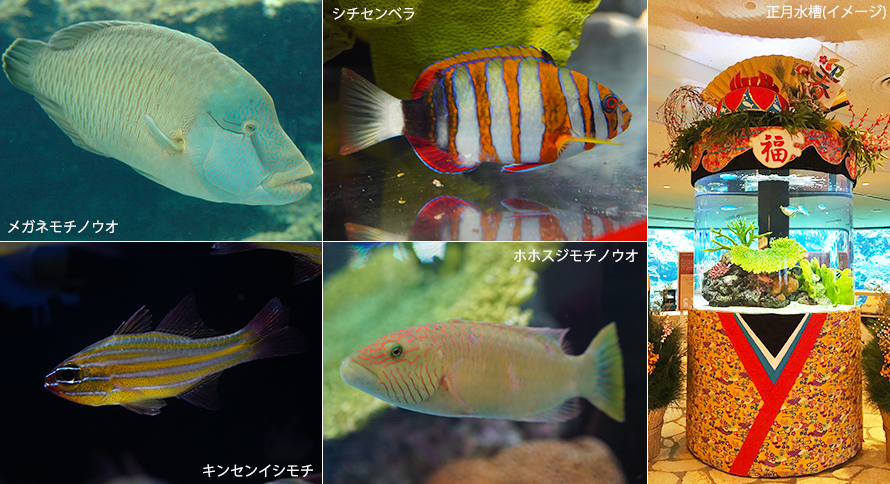 12月29日起 新年水槽 登場 公告 沖繩美麗海水族館 沖繩美麗海世代相傳