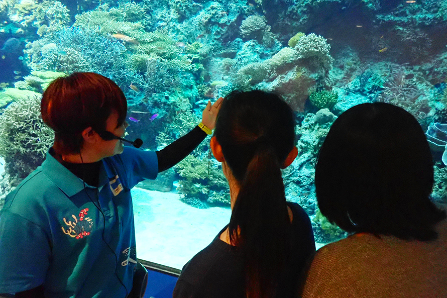 旧正月特別プログラム 水族館韓国語 中国語ガイドツアー開催 お知らせ 沖縄美ら海水族館 沖縄の美ら海を 次の世代へ