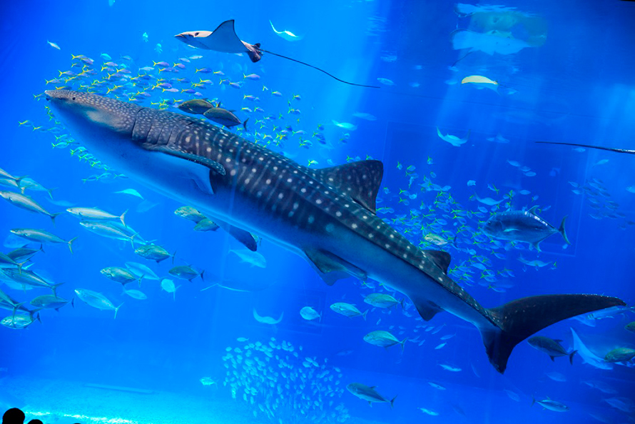 世界一！！沖縄美ら海水族館のジンベエザメ‘ジンタ’長期飼育記録を更新！