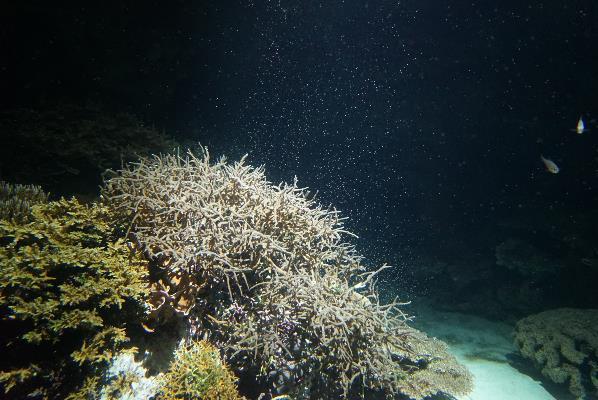 サンゴの放卵放精