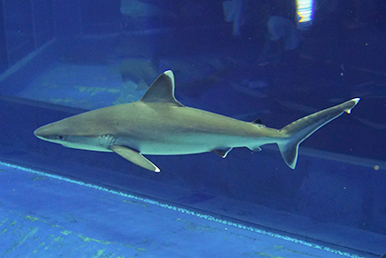 サメ博士の部屋 沖縄美ら海水族館 沖縄の美ら海を 次の世代へ