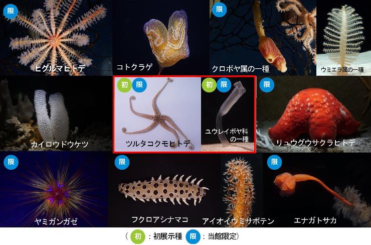 深海「珍奇生物」勢ぞろいの画像
