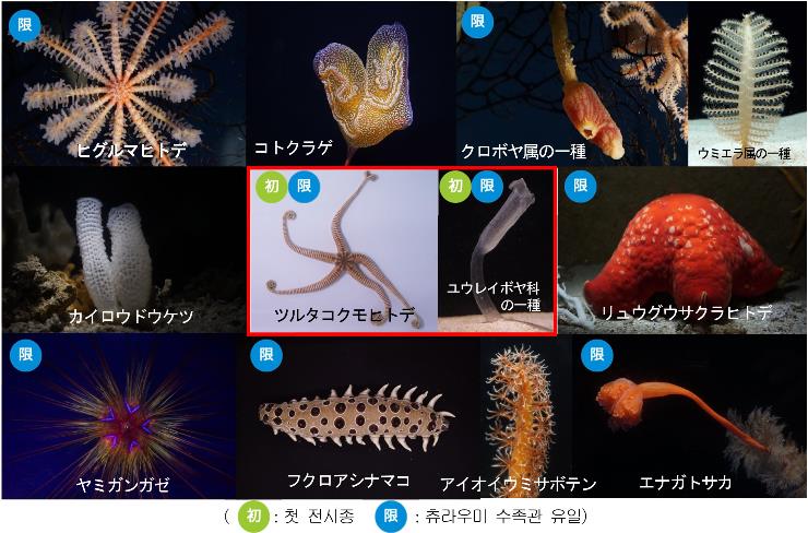 深海「珍奇生物」勢ぞろい