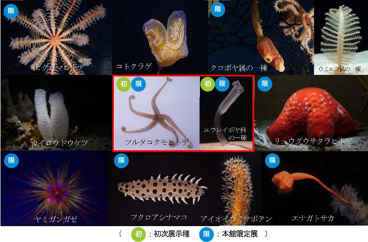 深海「珍奇生物」勢ぞろい