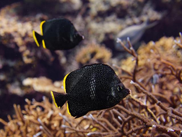 Wrought iron butterflyfish, which are only found in Japan are now on display!