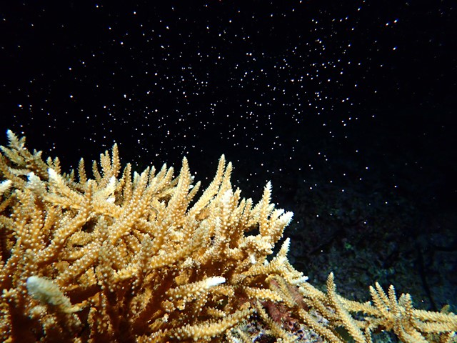 オープン以来19年連続！5月31日「サンゴの放卵放精」を確認！の画像