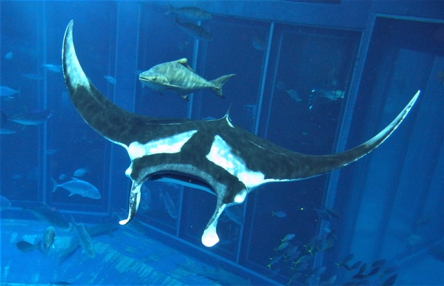 世界最大のエイ、ジャイアントマンタ 「黒潮の海」大水槽で展示再開！の画像