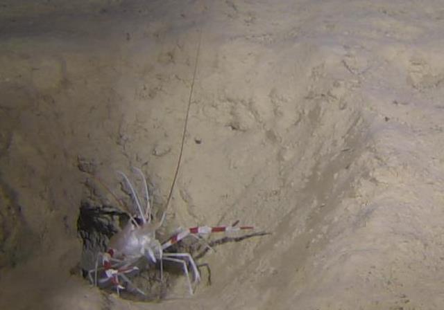 水深350ｍ付近で発見した本種