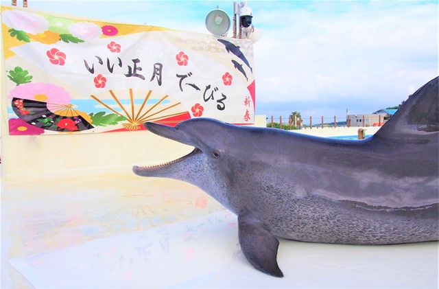 1月1日より 新春イルカショー を開催 世界最長飼育記録のイルカたちが登場 お知らせ 沖縄美ら海水族館 沖縄の美ら海を 次の世代へ