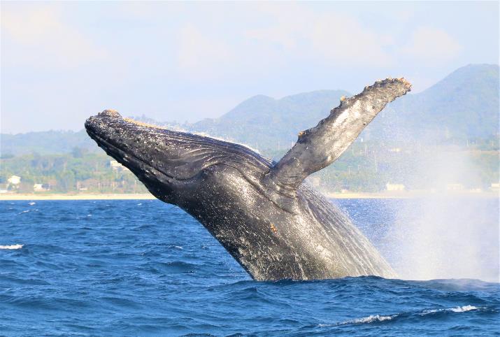 世界一 沖縄美ら海水族館のジンベエザメ ジンタ 長期飼育記録を更新 お知らせ 沖縄美ら海水族館 沖縄の美ら海を 次の世代へ