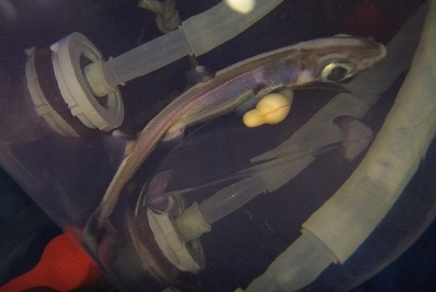 世界初！人工子宮装置をもちいた深海の発光ザメ「ヒレタカフジクジラ」胎仔の育成・人工出産に成功！の画像