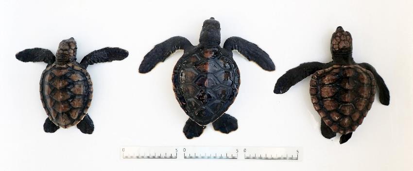 baby loggerhead turtles