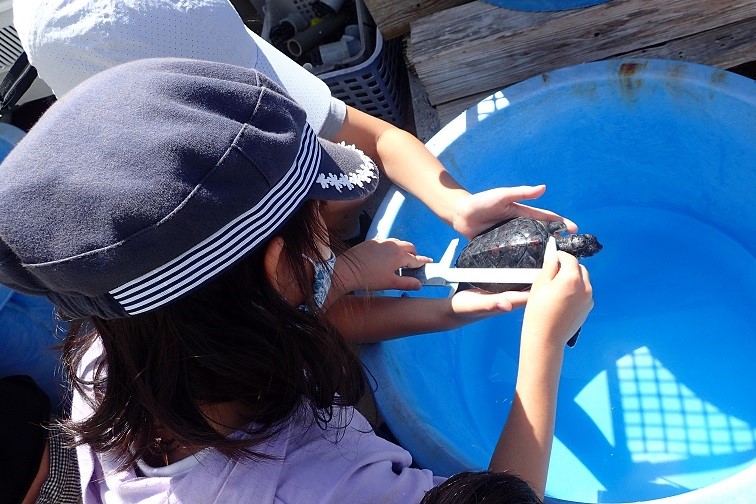 地元の小学生が学ぶウミガメの飼育と自然環境 「ウミガメから学ぶ環境学習」の画像