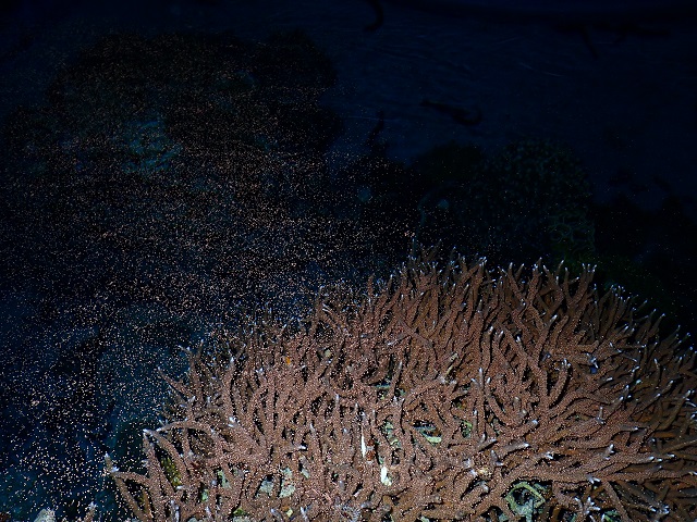 22年連続！水槽内にも初夏の訪れ　5月29日「サンゴの一斉産卵」確認の画像