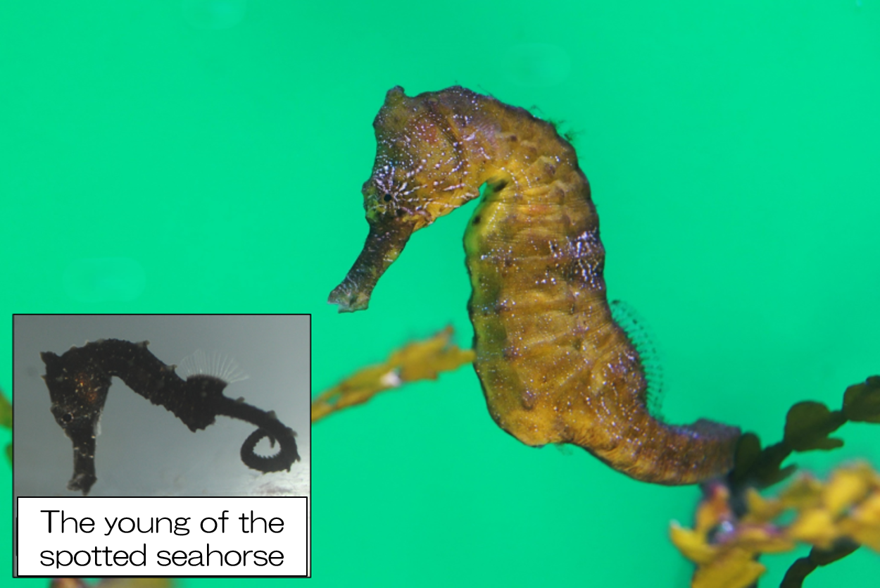 Spotted seahorse