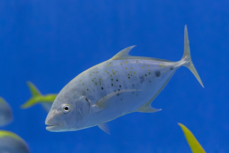 ホシカイワリの成魚