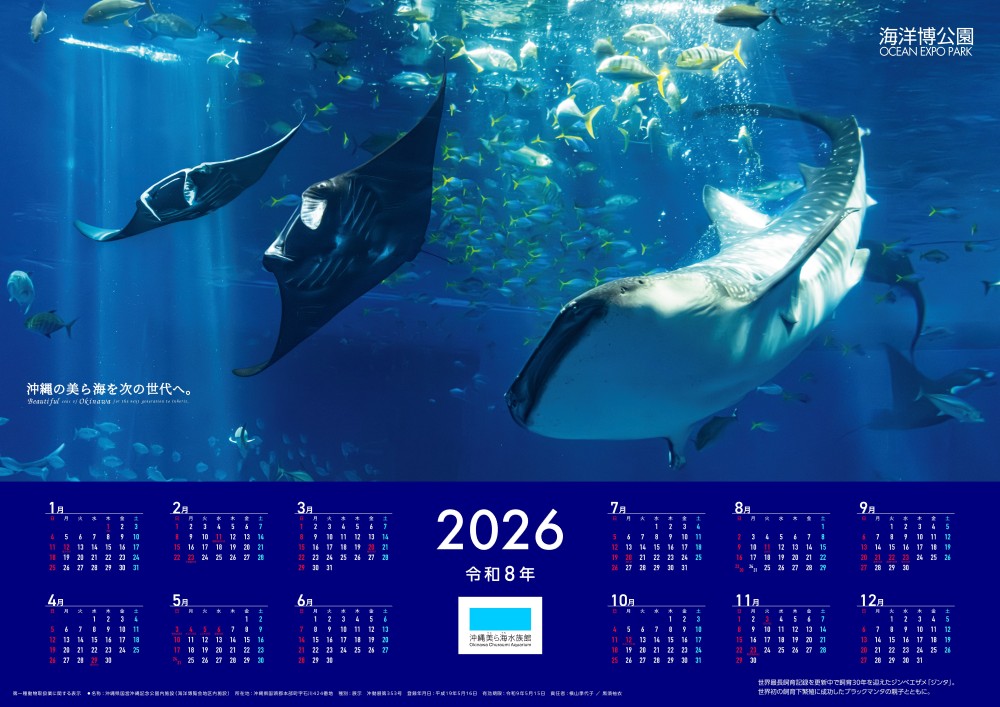 世界初！ クロイワトカゲモドキの繁殖に成功! | お知らせ | 沖縄美ら海