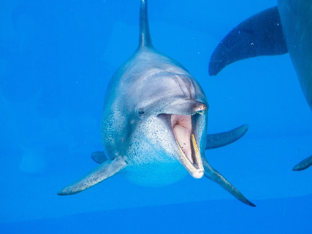 【ご報告】ミナミバンドウイルカ「オキちゃん」についての画像