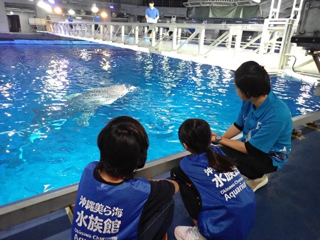 美ら海こども飼育体験