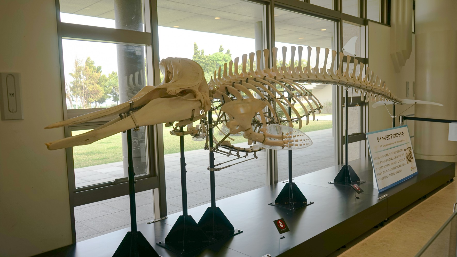 世界初！希少な鯨類 タイヘイヨウアカボウモドキのオスの全身骨格標本