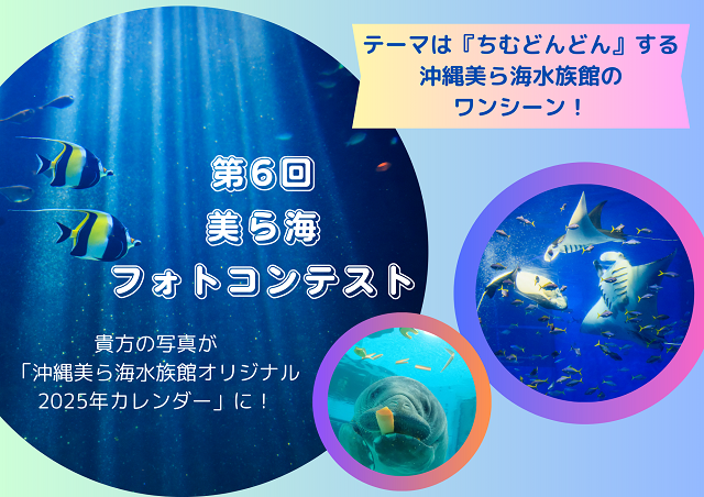 第6回美ら海フォトコンテスト「“ちむどんどん„する沖縄美ら海水族館のワンシーン」の画像