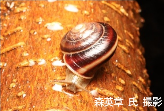 国内希少野生動植物種に指定された沖縄固有種のカタツムリ 世界初展示！の画像