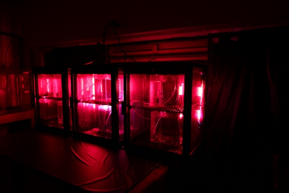 サメの人工子宮装置