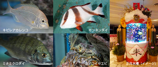 お正月期間限定の「正月水槽」登場!